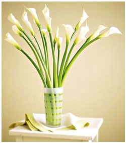 China Calla Lilies (Nov-May) China,,China:Crystal Sweetheart